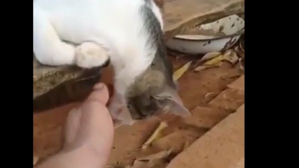 فتحية مغمى عليها