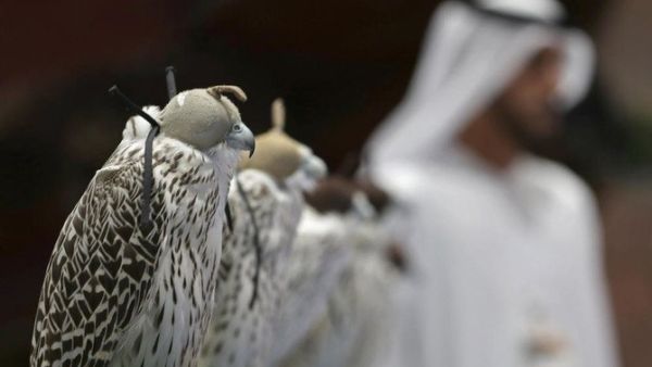Saudi Hunting Exhibition (Twitter)