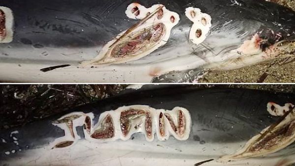 Police hunt thug who carved his name into a DOLPHIN at sea in Spain  (Twitter)