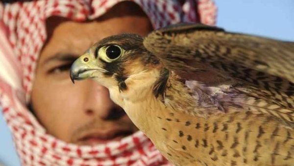 Aziz Falconry Festival (Twitter)