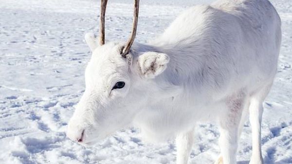 White reindeer (Twitter)
