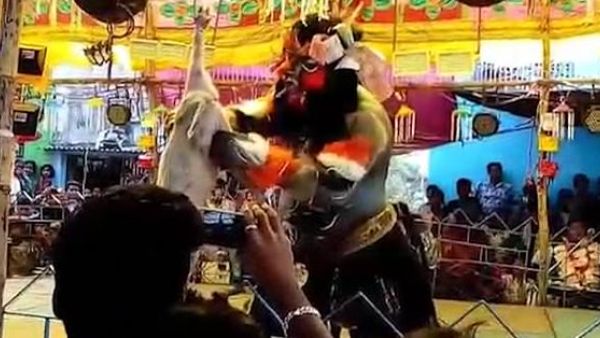 Performer gnaws on a raw piglet carcass after slaughtering it on stage in India (Twitter)