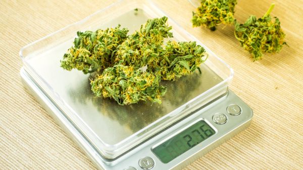 Marijuana (Shutterstock)