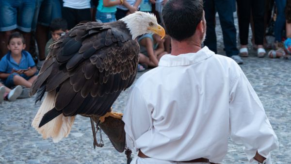 First falconry training center (Shutterstock)