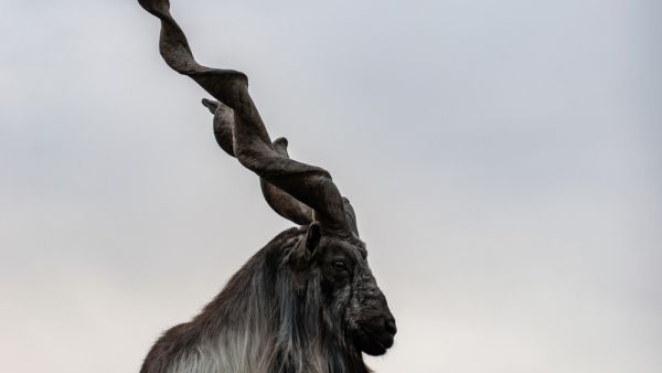 Rare mountain goat (markhor) (Shutterstock)