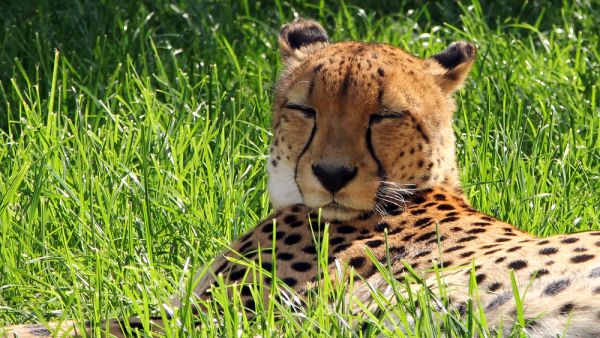 Asiatic cheetahs (Shutterstock)