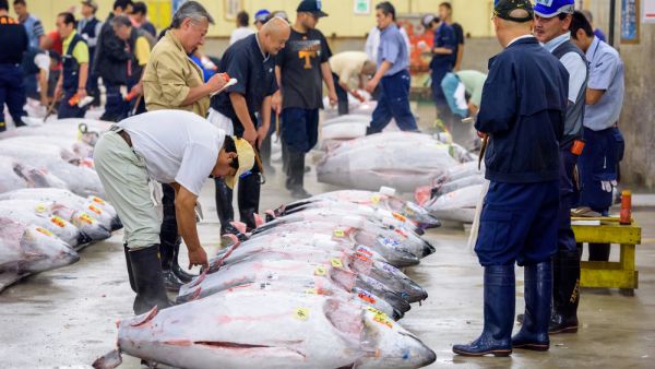 Bluefin tuna (Shutterstock)