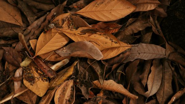Dry leaves (Shutterstock)