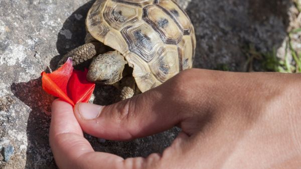 Greek tortoises (Shutterstock)