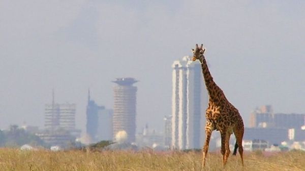 A giraffe in Nairobi National Park against the backdrop of Nairobi's skyline, Kenya. (Kenya Wildlife Service)