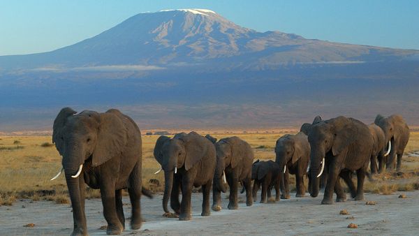 
Low commodity prices, political uncertainty and weak foreign investor interest is weakening major African economies. (Wikimedia Commons)