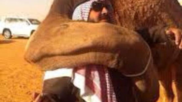 شوق ووفاء ناقة لمالكها السابق