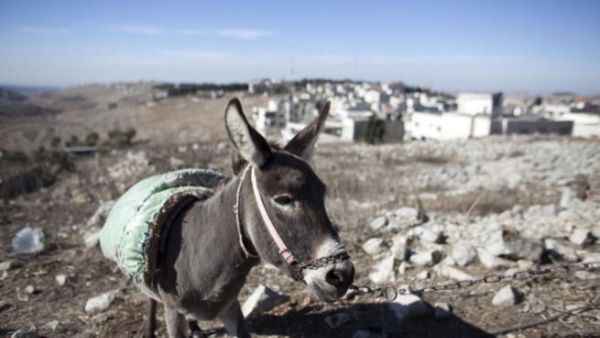 اعدم الحمار بسبب عضه لخمسة اشخاص.