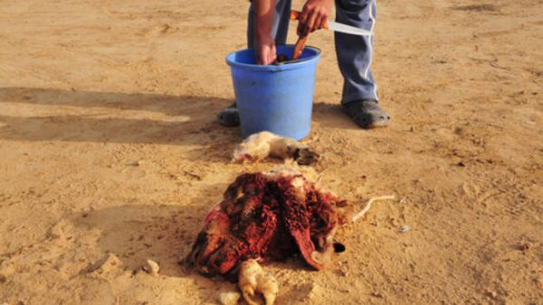 ذبح الأضاحي مفيد للبيئة. 