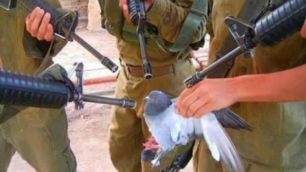 صورة ساخرة تداولها النشطاء تصور القبض على الحمامة الجاسوسة. 