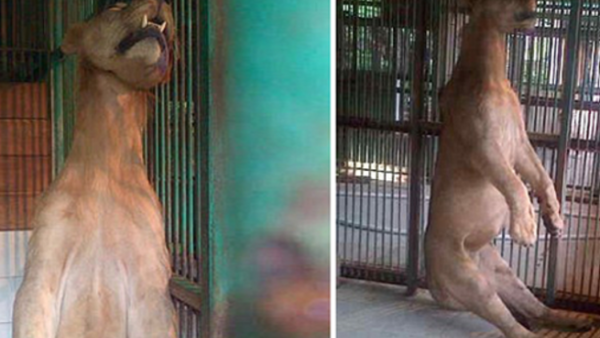 الأسد المشنوق الأسد المشنوق