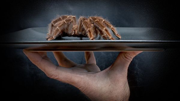 The students were inspired by a friend's huge phobia of spiders. (Shutterstock)