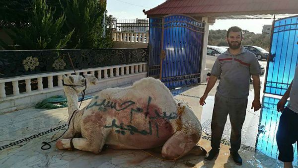 أردني يذبح جملًا عن روح صدام حسين