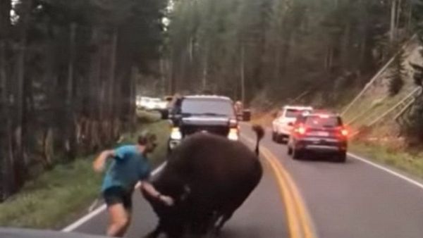 Idiot is caught on camera pounding his chest and taunting a bison which then charges him at Yellowstone National Park (Twitter)