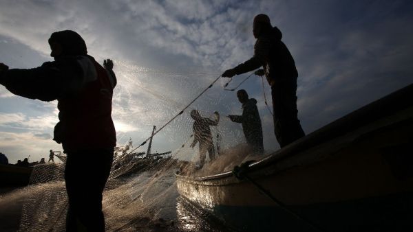Palestinian fishermen collect fish from their nets in Gaza City. (AFP/Mohammed Abed)