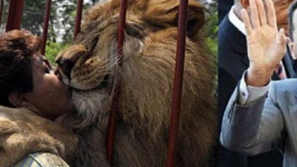 أسد وهمي وأسد حقيقي! أسد وهمي وأسد حقيقي!