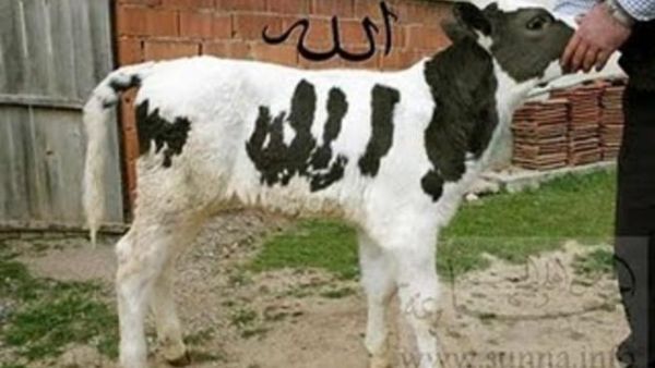 بقرة تحمل لفظ الجلالة!.