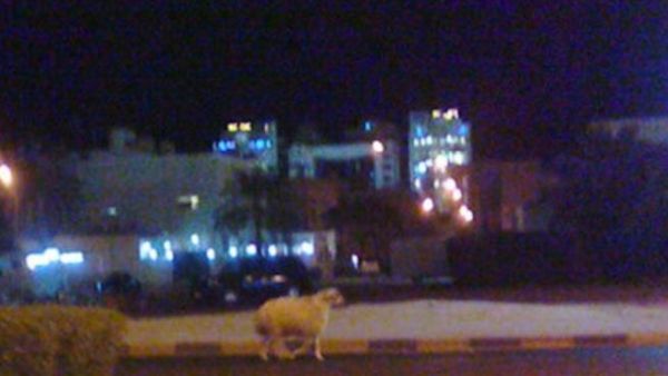 صورة للخروف الهارب (مأخوذة من المدونة). صورة للخروف الهارب (مأخوذة من المدونة).