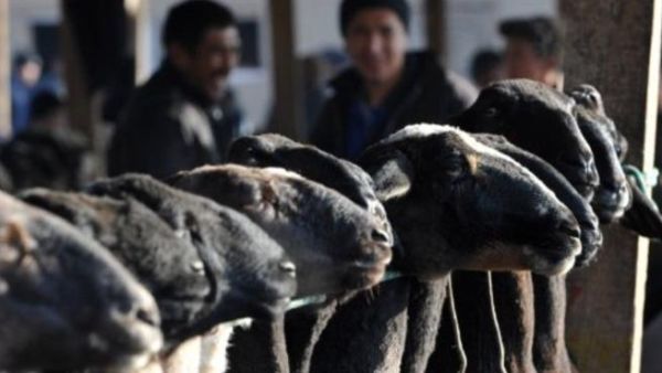 مظاهرة مليونية للخرفان. مظاهرة مليونية للخرفان.