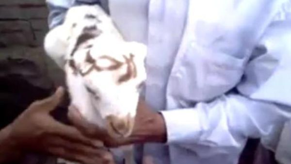 الخروف اليمني وقد كتب على جبهته: "ارحل"!.