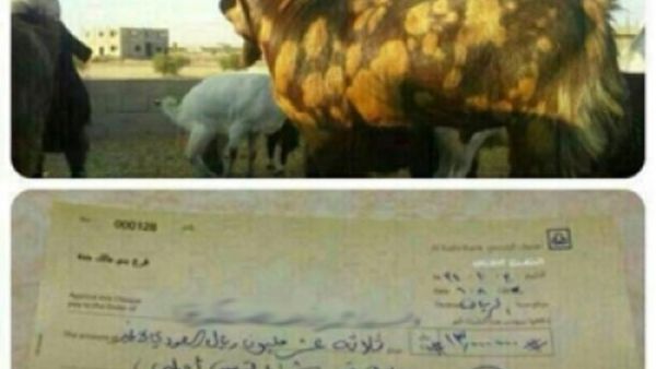 تيس بقيمة 13 مليون ريال سعودي !