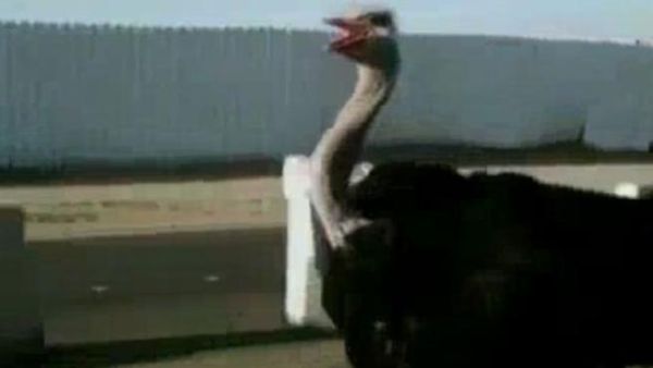 نعامة هاربة أربكت السير على طريق الملك فهد في خميس مشيط بمنطقة أبها في السعودية.  نعامة هاربة أربكت السير على طريق الملك فهد في خميس مشيط بمنطقة أبها في السعودية.