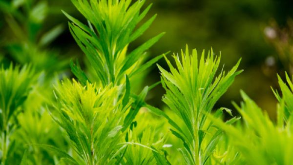 تساعد عشبة الشيح على علاج آلام الظهر، والعِظام، والمفاصل
