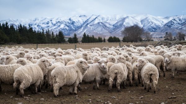 In the 57 Muslim majority countries, 90 per cent of the meat comes from non-Muslim countries. (Shutterstock)