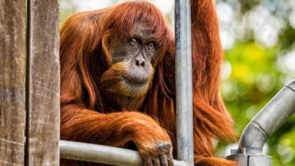 World's Oldest Sumatran Orangutan Dies Aged 62. (AFP/ File)
