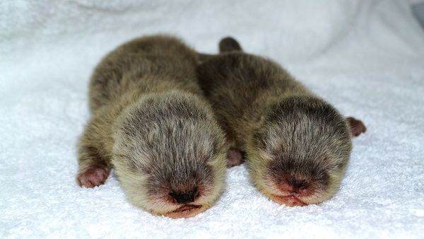 Baby Otters at Dubai Aquarium and Underwater Zoo.