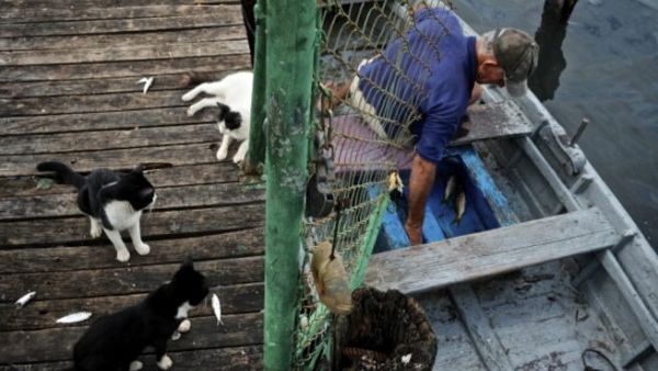 Feral cats crowd a boat in the hopes of receiving scraps from fishermen at a local dock (Photo by Greg Kahn/Getty Images) 