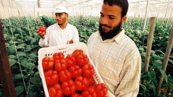 Egyptian agricultural products exported to Russia are estimated at $350 million annually. (USAID)