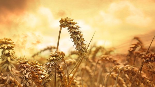 The conflicting regulations on wheat imports led to disturbances in the market as several shipments were rejected at the ports en route to Egypt. (File photo)