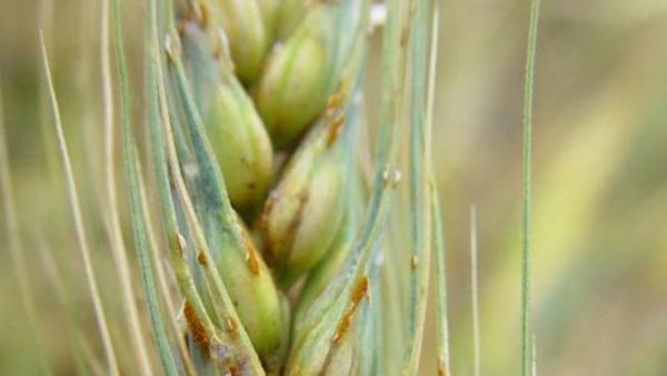 wheat