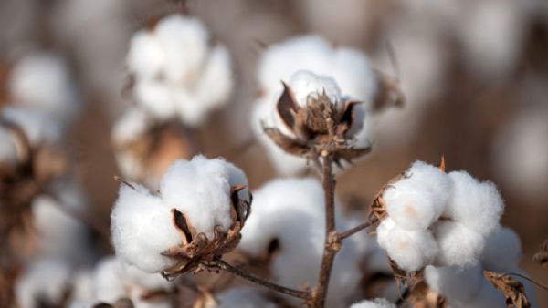 The Cotton Egypt Association estimates that about 90 percent of global supplies of Egyptian cotton last year were fake. (File photo)