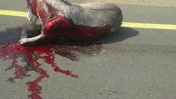 سعودي يعذب حمار