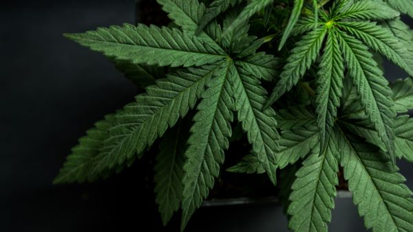 يحتوي القنب الهندي على مواد كيميائية تؤثر على الجهاز العصبي المركزي

