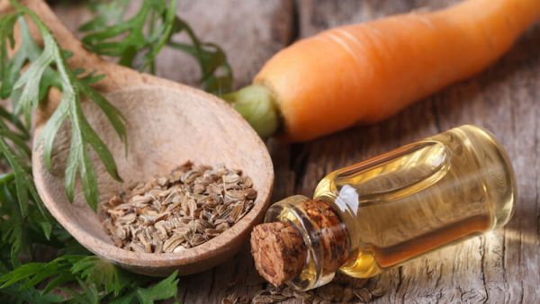 يستخرج زيت الجزر من ثمار الجزر المجففة