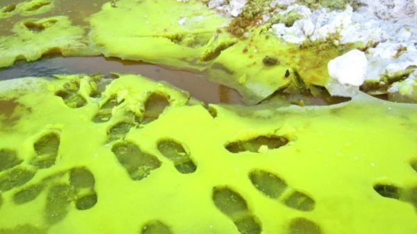 Green Snow (Twitter)