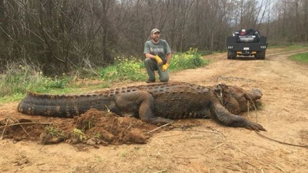 Massive 317Kg Alligator (Twitter)