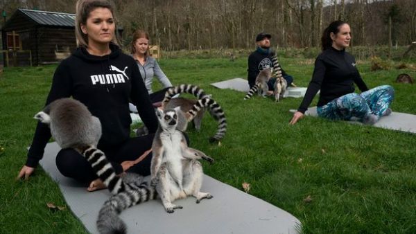 Forget Goat Yoga...now it's "Lemur-Yoga" at Armathwaite Hall, hotel in England. (Twitter)