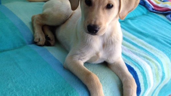 White lab mix (Twitter)