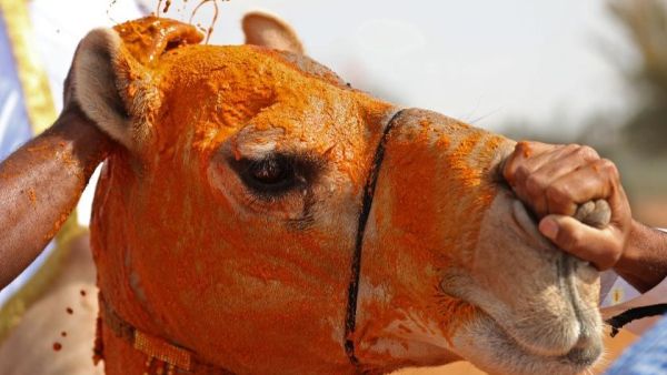 Festival for Camels (Twitter/AFP)