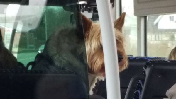 Dog in the bus (Twitter)