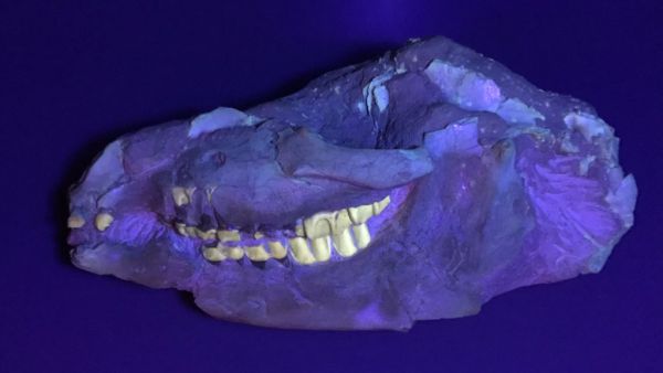 Teeth of a mastodon (Twitter)